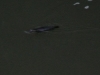 platypus.jpg