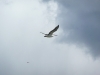 p1010849.jpg