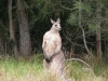 Cote Sud NSW