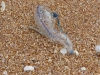 p1090434.jpg