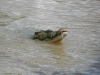 Jumping Crocodiles