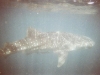 f1000021.jpg