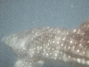 f1000024.jpg