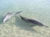 Shark Bay