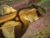 800px-heterodontus_portusjacksoni.jpg