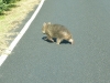 Victoria - Wilson Promontory National Park